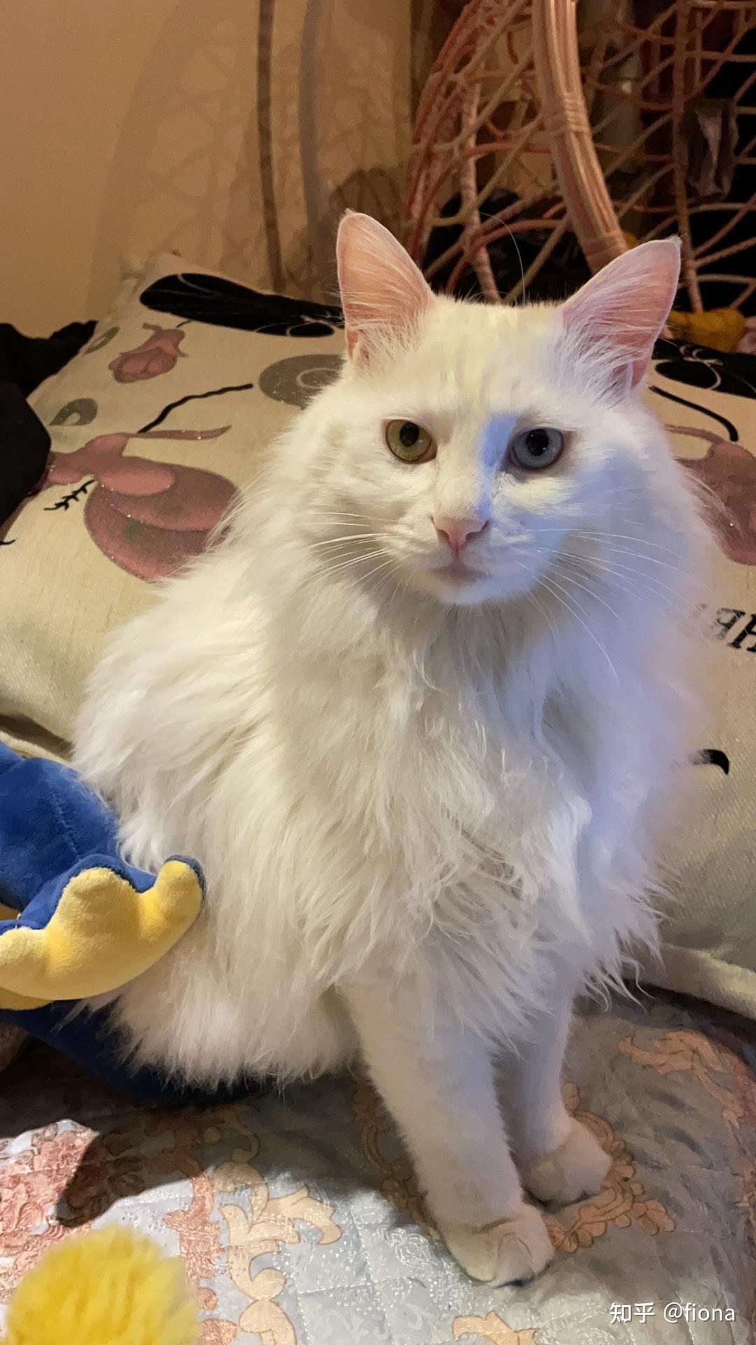 临清鸳鸯眼狮子猫还有吗