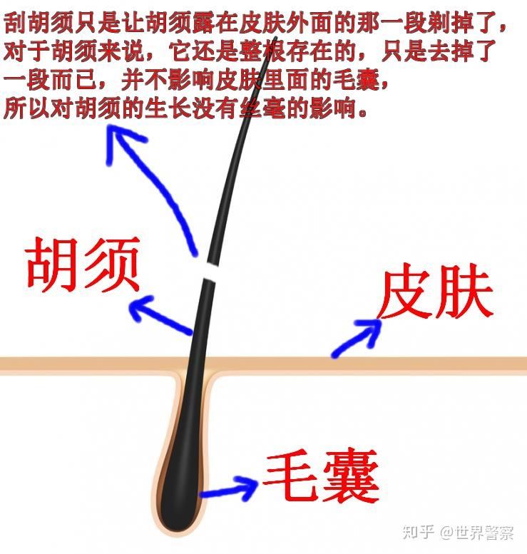 男孩子如何处理好自己的胡子?有没有办法能让胡子停止生长? - 知乎