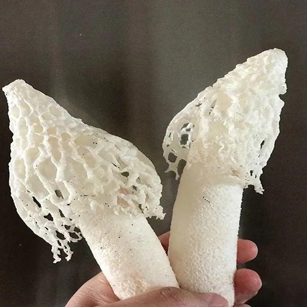 野生菌种类大科普之竹荪 - 知乎