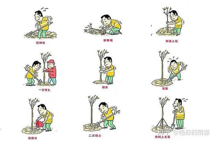 从历史的意义上来看,种树的意义是什么? - 知乎