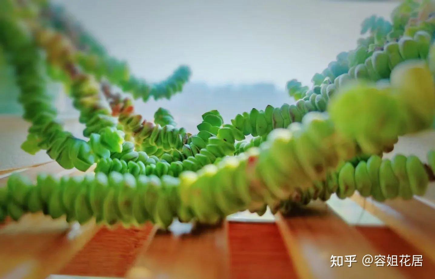 钱串多肉干了怎么办? - 知乎