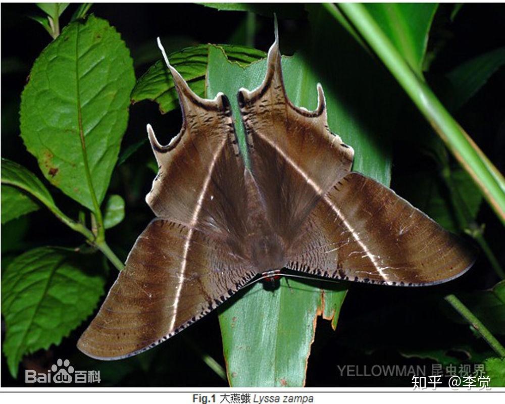 有个翅膀像蝙蝠一样的蛾子是什么