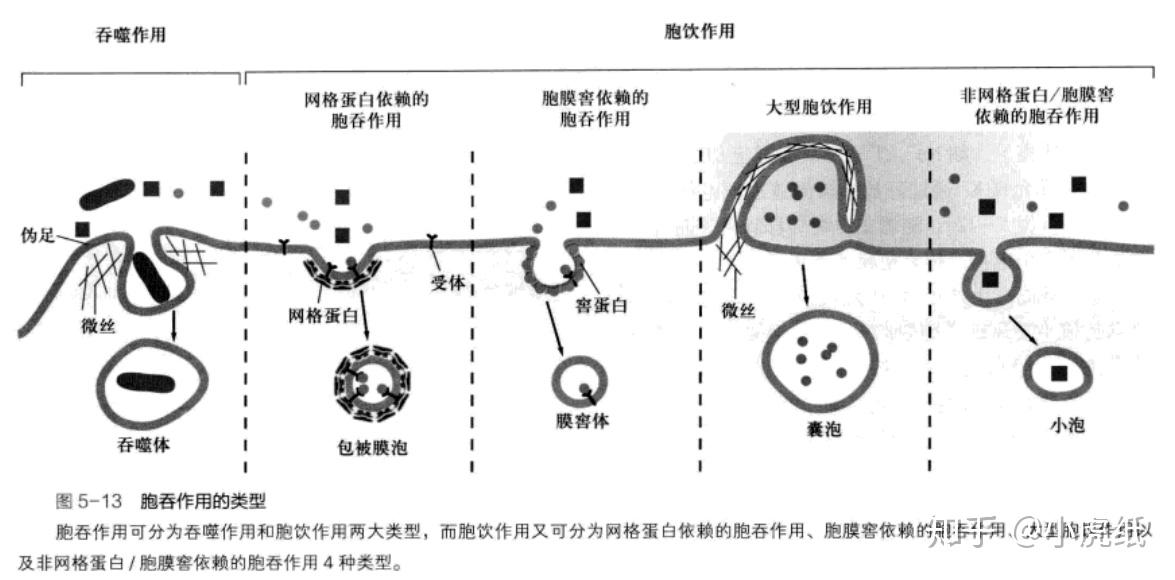 胞吞胞吐动画演示图片