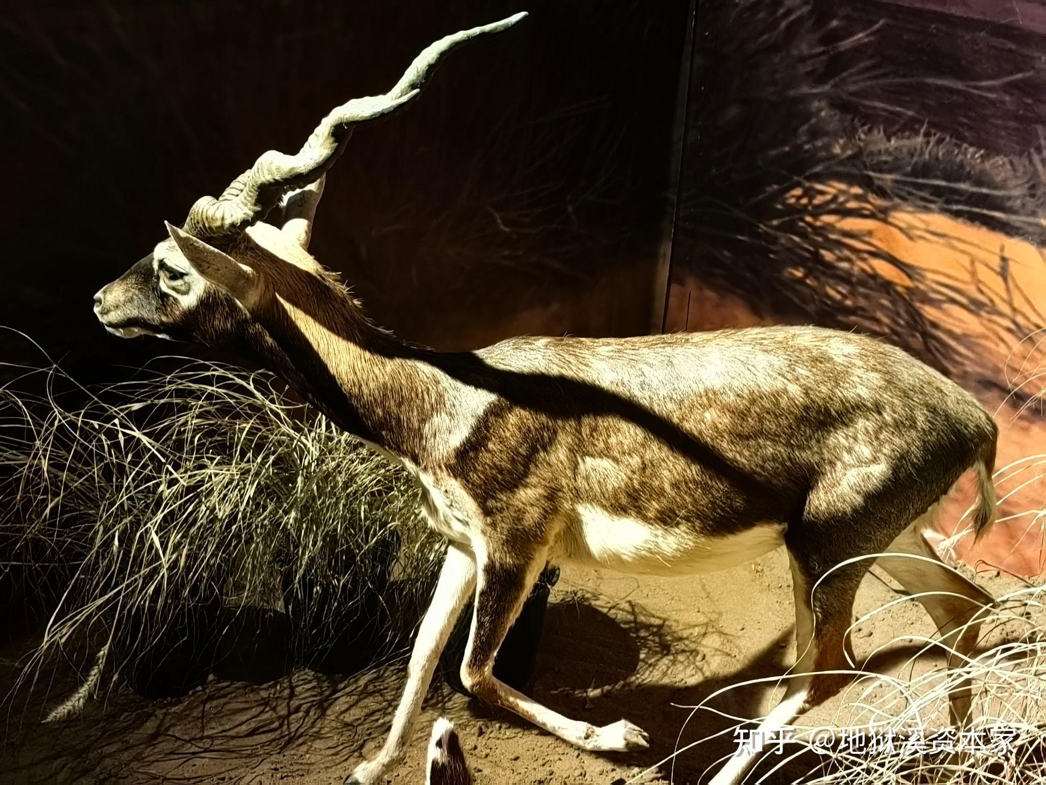 角马又叫牛羚,它到底是马、是牛还是羚羊? - 知乎