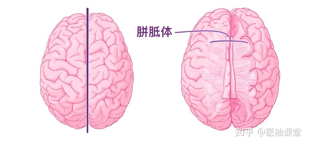 人体解剖学基础:大脑皮层 - 知乎