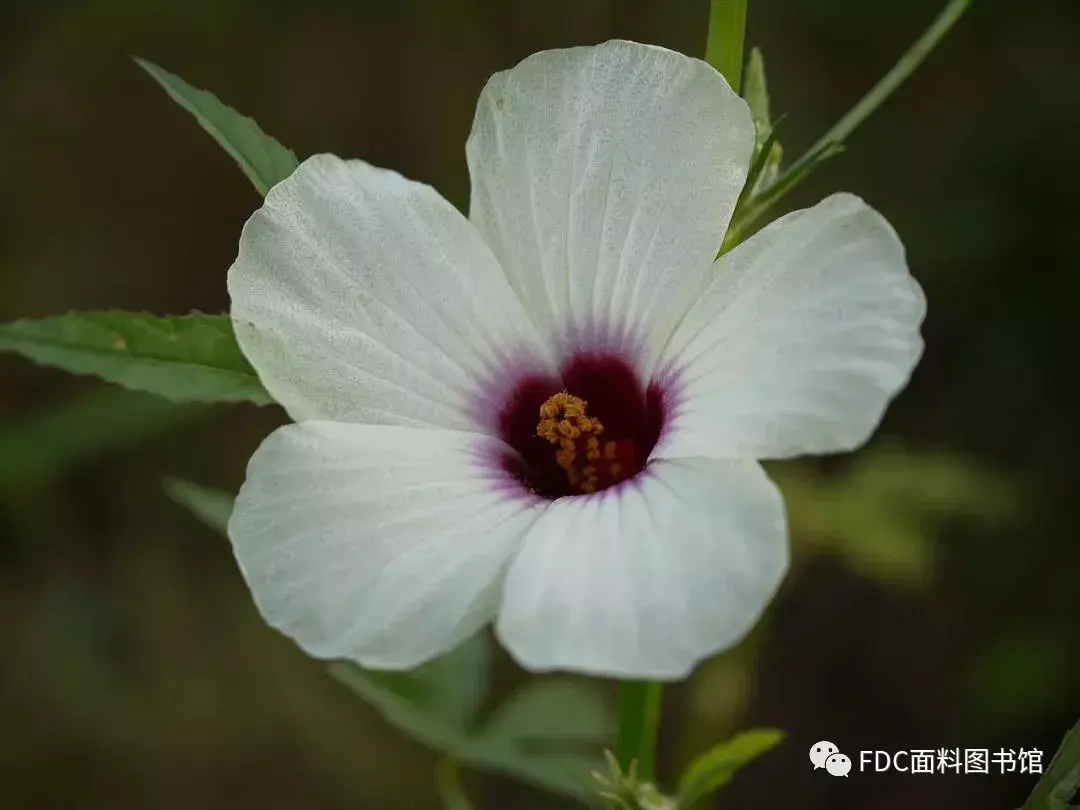 能用来制作面料的植物知多少？（下） - 知乎