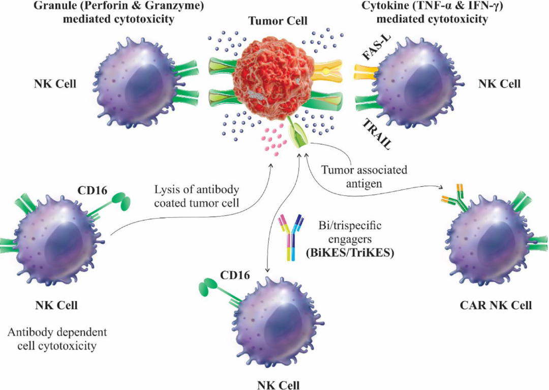 t淋巴细胞为什么不介导adcc作用