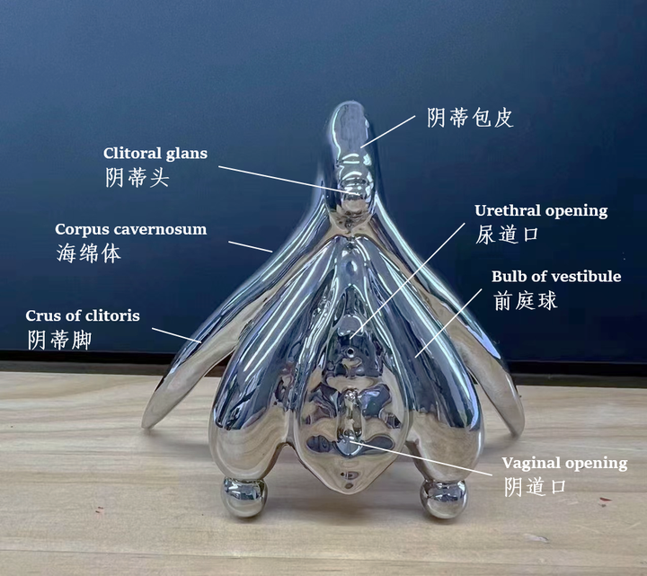 阴蒂之翼 - 知乎 Foto & Idee 私密整形