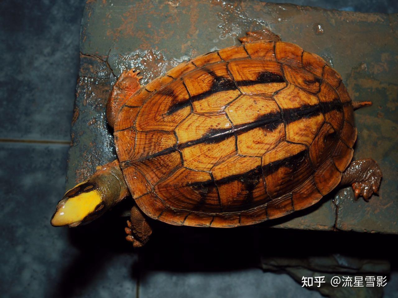 珍珠龟为什么是国龟的颜值担当