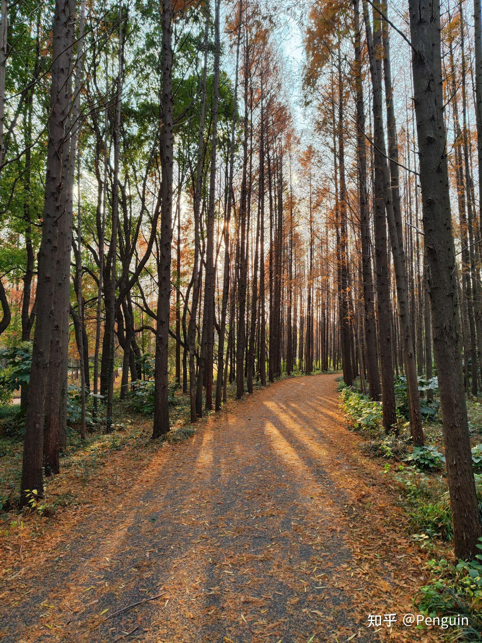 外出旅行中遇到哪些林间步道上的美景令你印象深刻? - 知乎