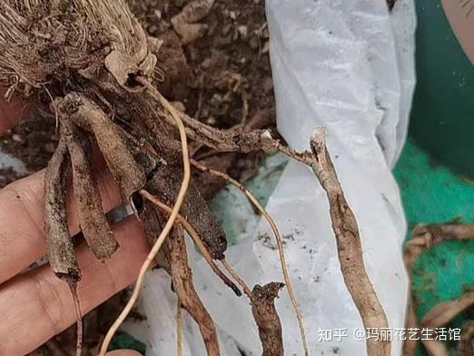 兰花的根是什么样子?了解兰花根,才能分辨兰花,正确栽培它 - 知乎