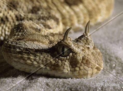 请问大家有没有见过头上长角的蛇