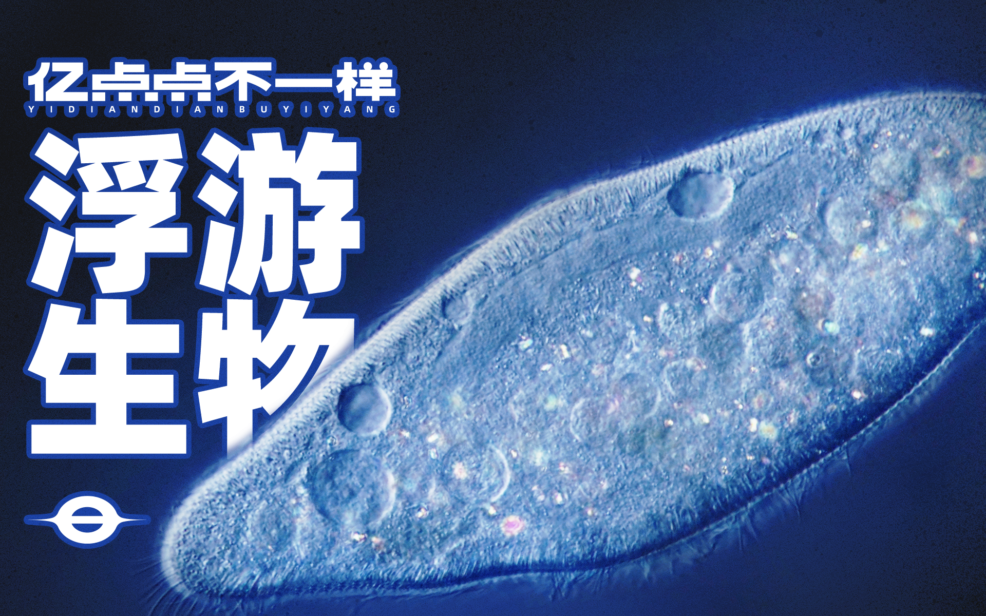 大开眼界一滴水放大1000倍见证微观生物的生殖捕食和死亡