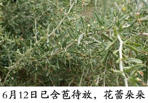 如何辨别真假黑枸杞? - 知乎