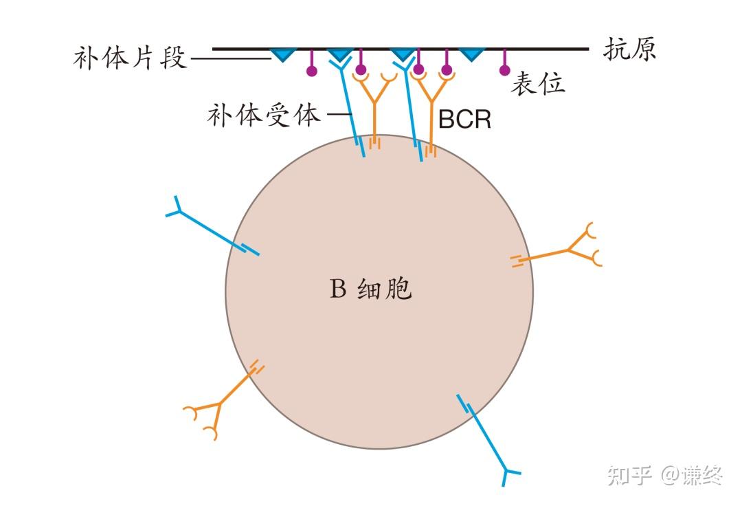 免疫系统工作原理——第三章(1) B细胞与抗体 - 知乎