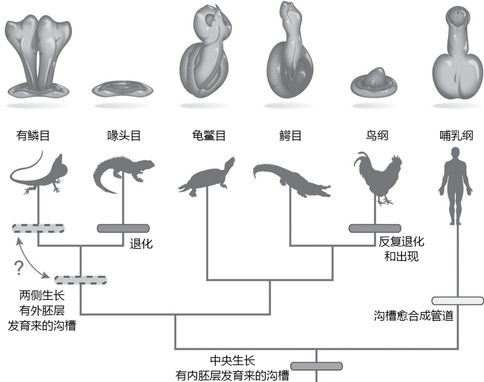 为什么人嘴是横的,肛门是圆的,尿道口/阴户口是竖的? - 知乎