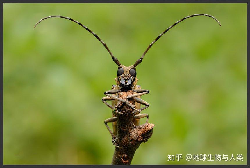 【动物界全系列】天牛科—沟胫天牛亚科 - 知乎