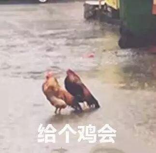 骚鸡表情包 - 知乎