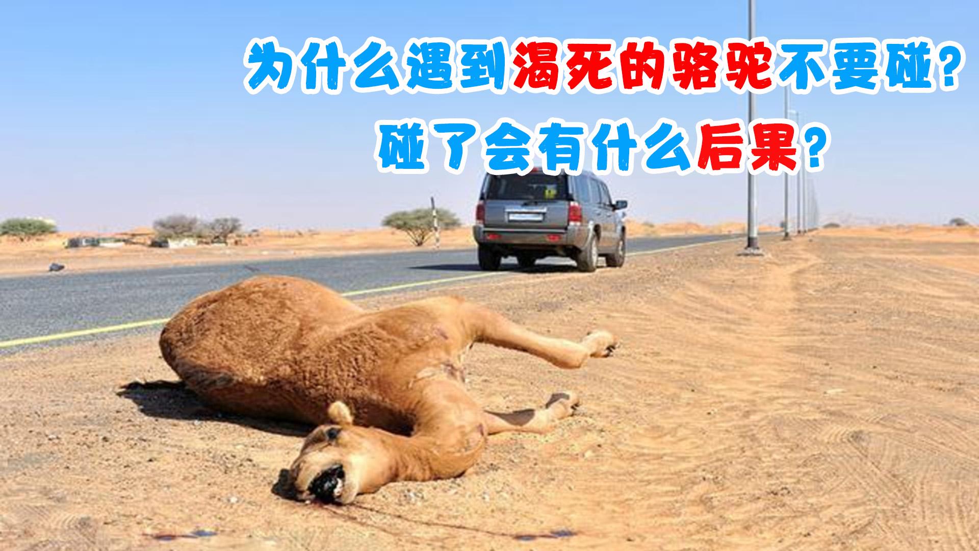 为什么说渴死的骆驼不能碰? - 知乎