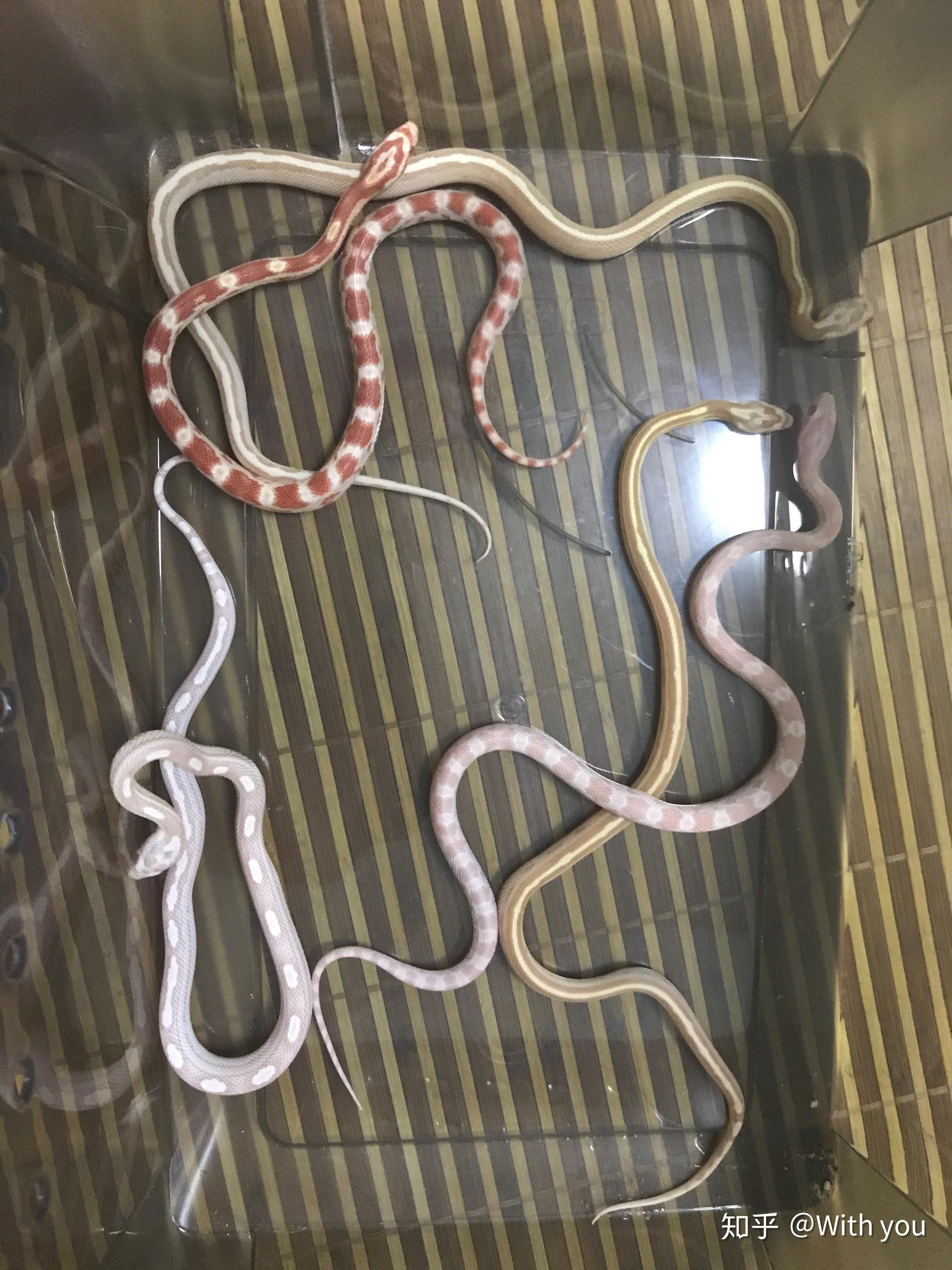 在哪里可以买到宠物蛇