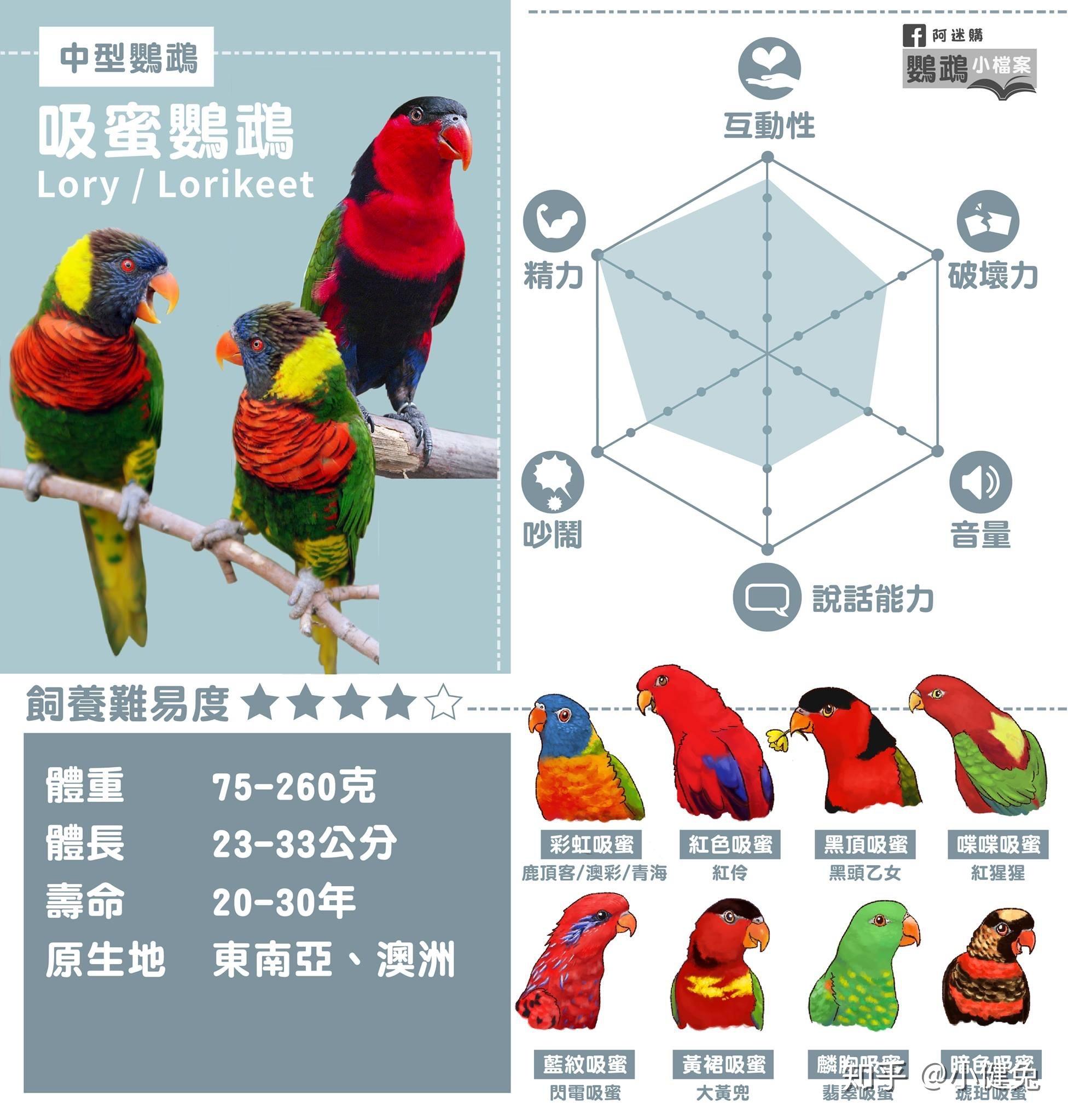 新手适合养哪种鹦鹉? - 知乎