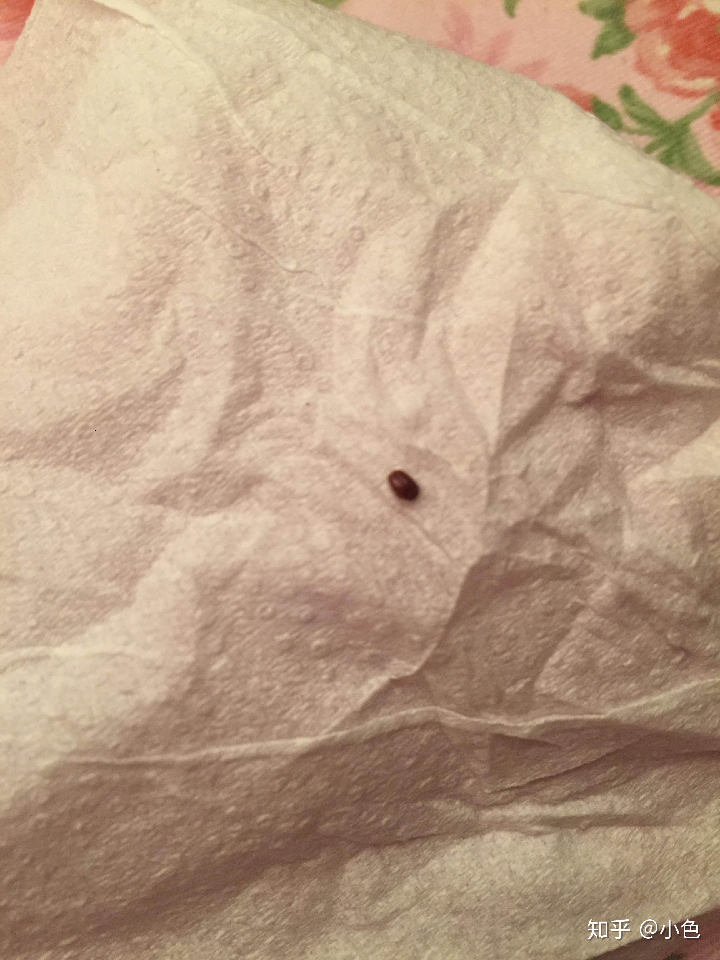 家里最近出现了很多芝麻粒大小棕褐色的小甲虫谁知道这是什么虫子啊