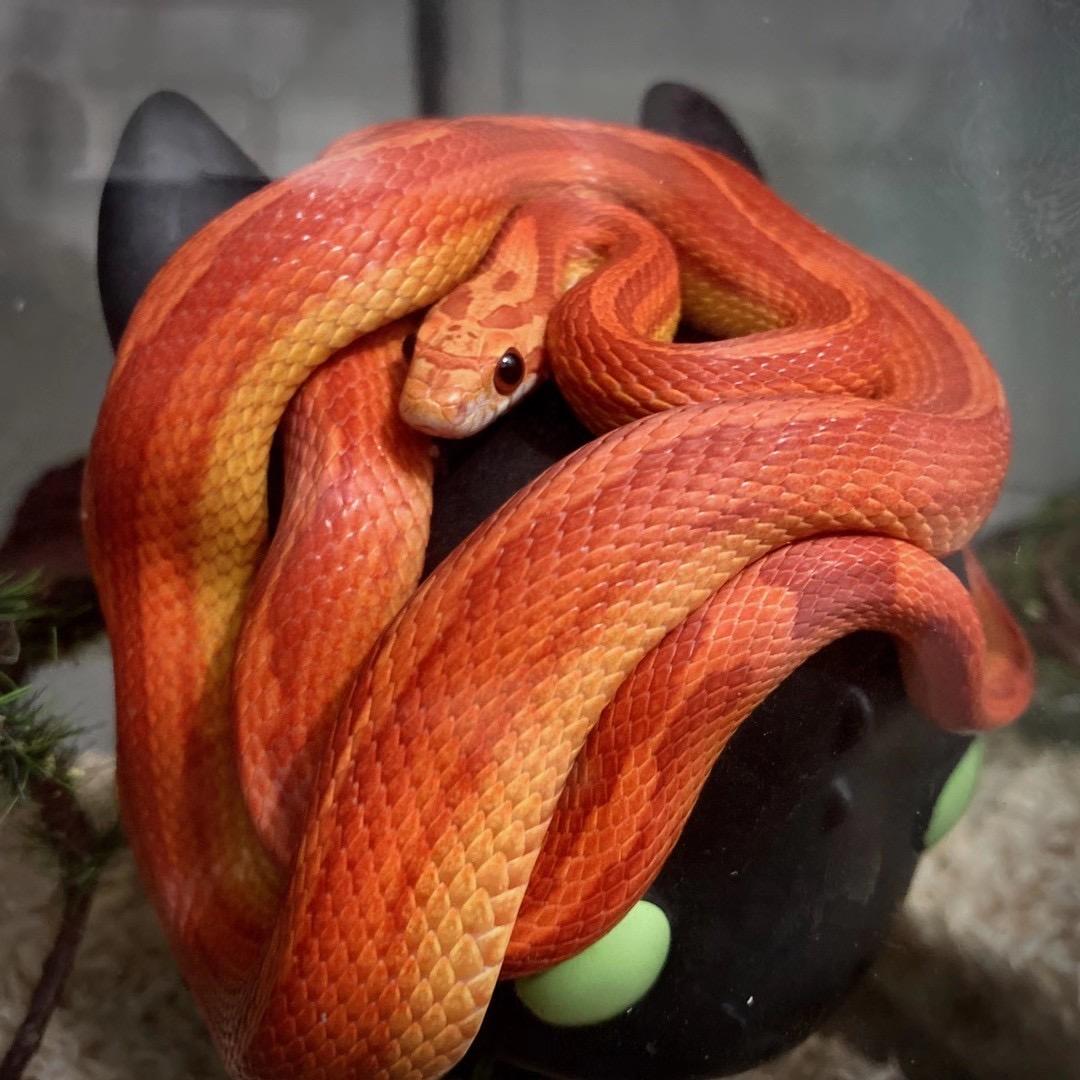 蛇的视力这么弱为什么还要长眼睛