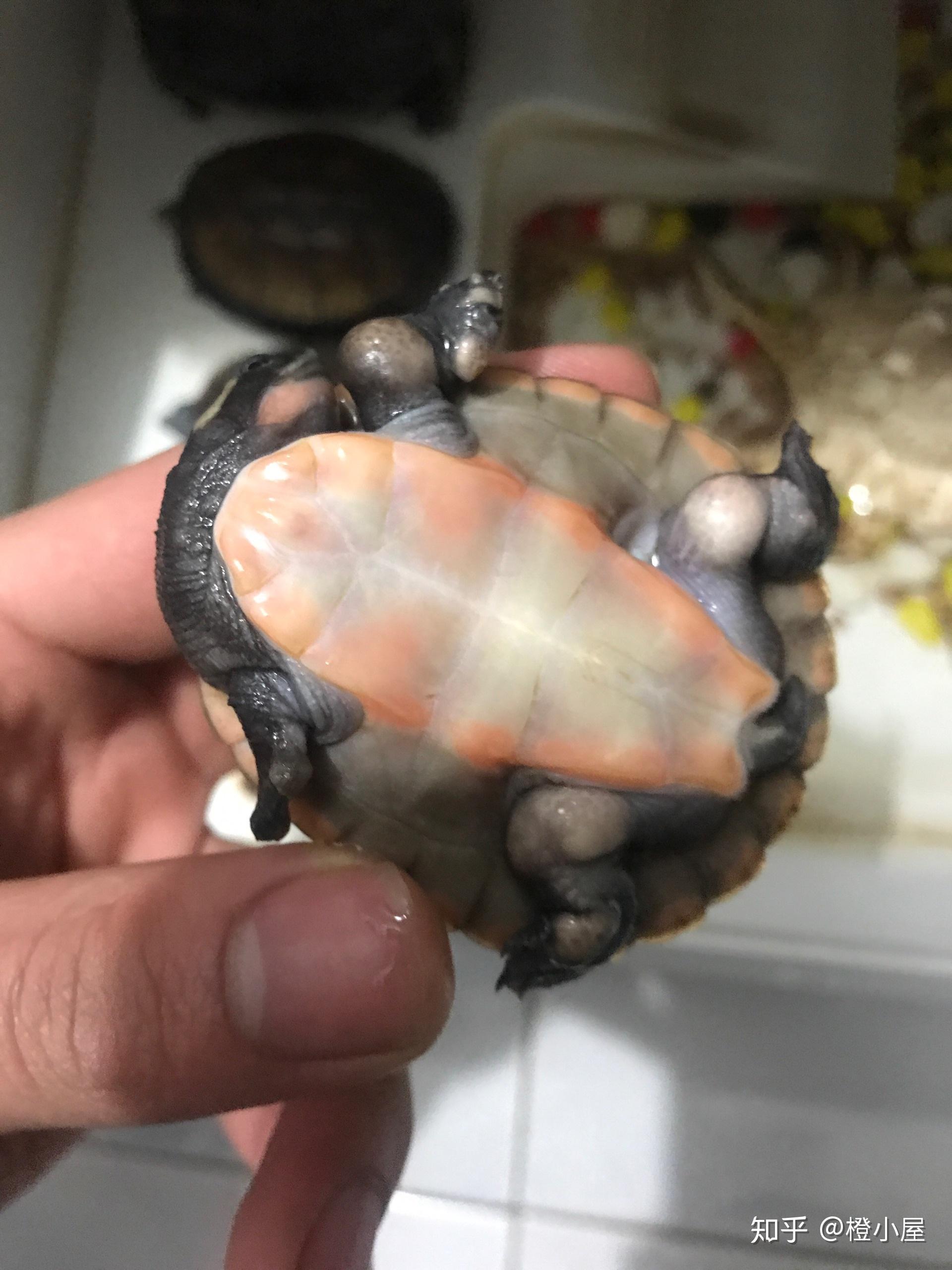 圆澳龟腿上有疙瘩是什么原因