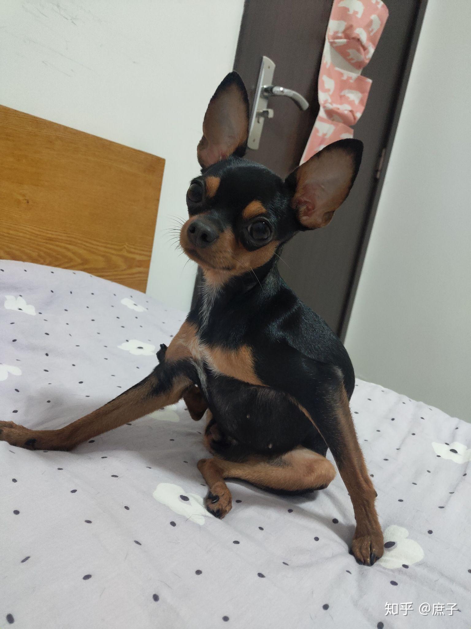 养小鹿犬是什么样的体验?有什么好处 坏处?该品种狗有什么优点和缺点?