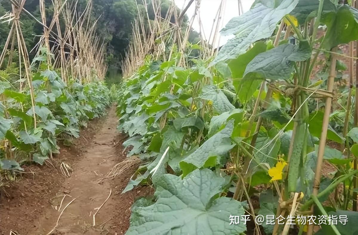 黄瓜根结线虫病用什么药肥效果好?黄瓜苗用药蘸根能防虫吗 - 知乎