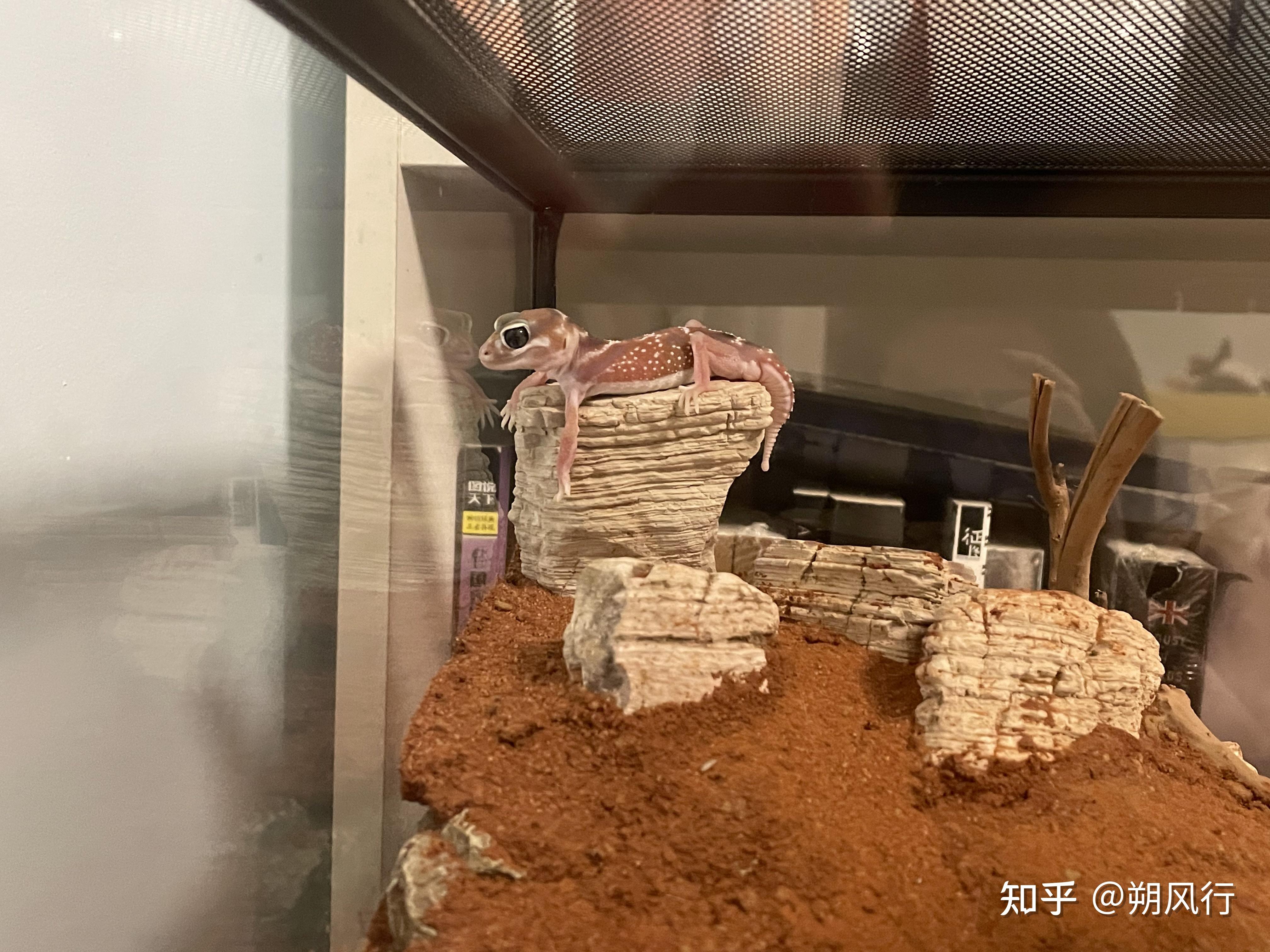 如何给爬宠饲养箱造景? - 知乎