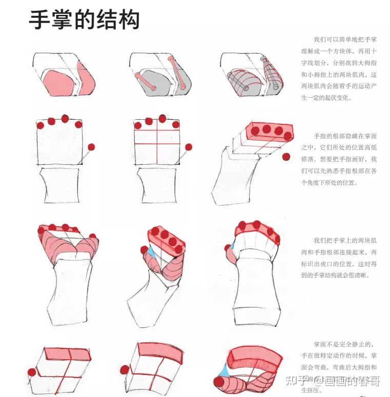 绘画新手 如何学习人体结构? - 知乎