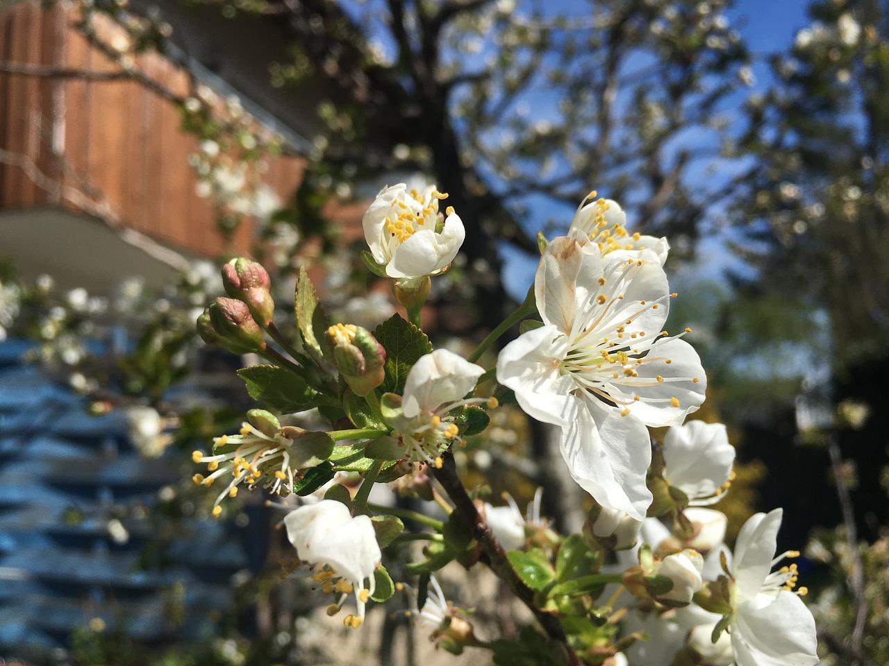6. 樱花种植时机
