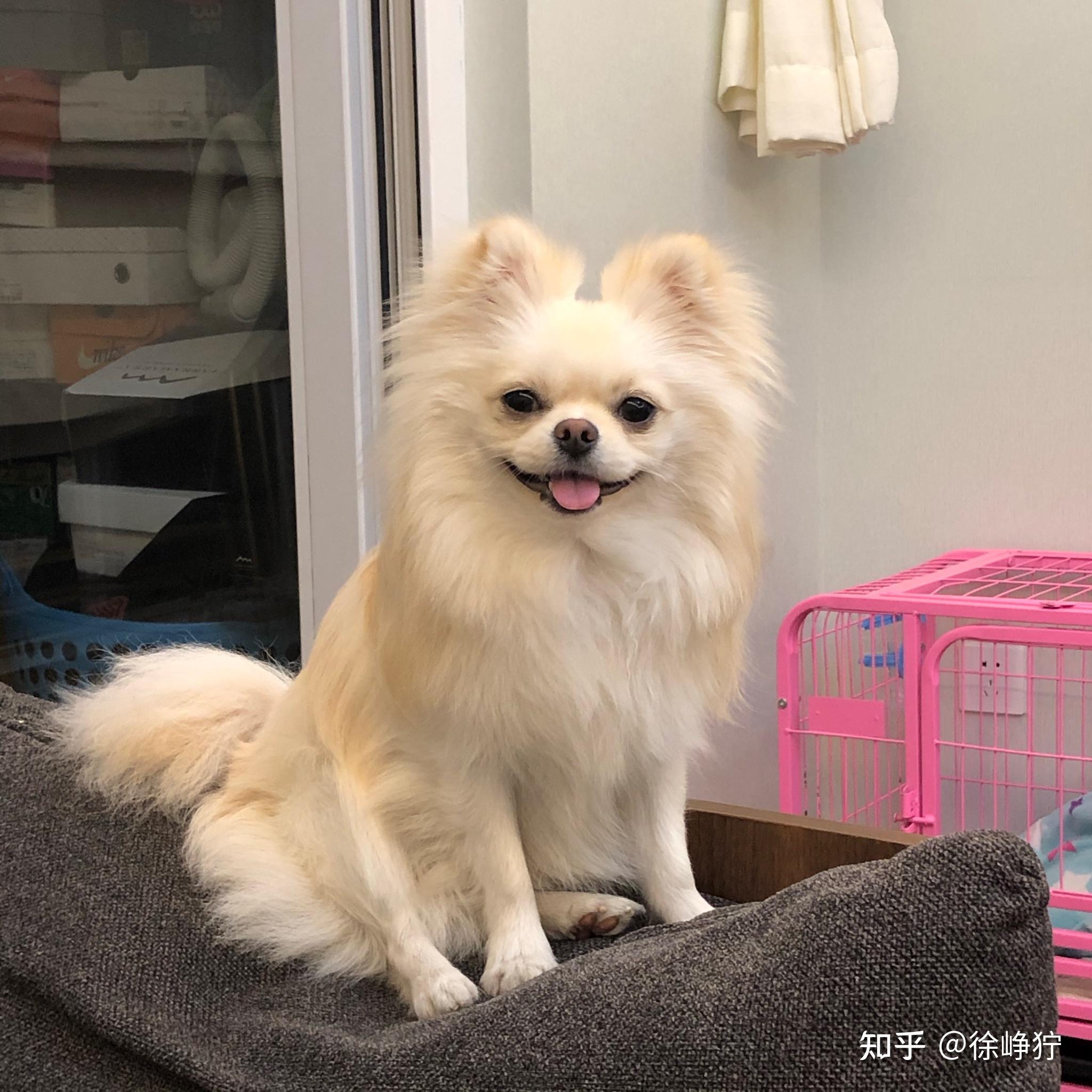 這是博美還是銀狐犬呢長大了後背後面和耳朵毛開始發黃了毛髮也越來