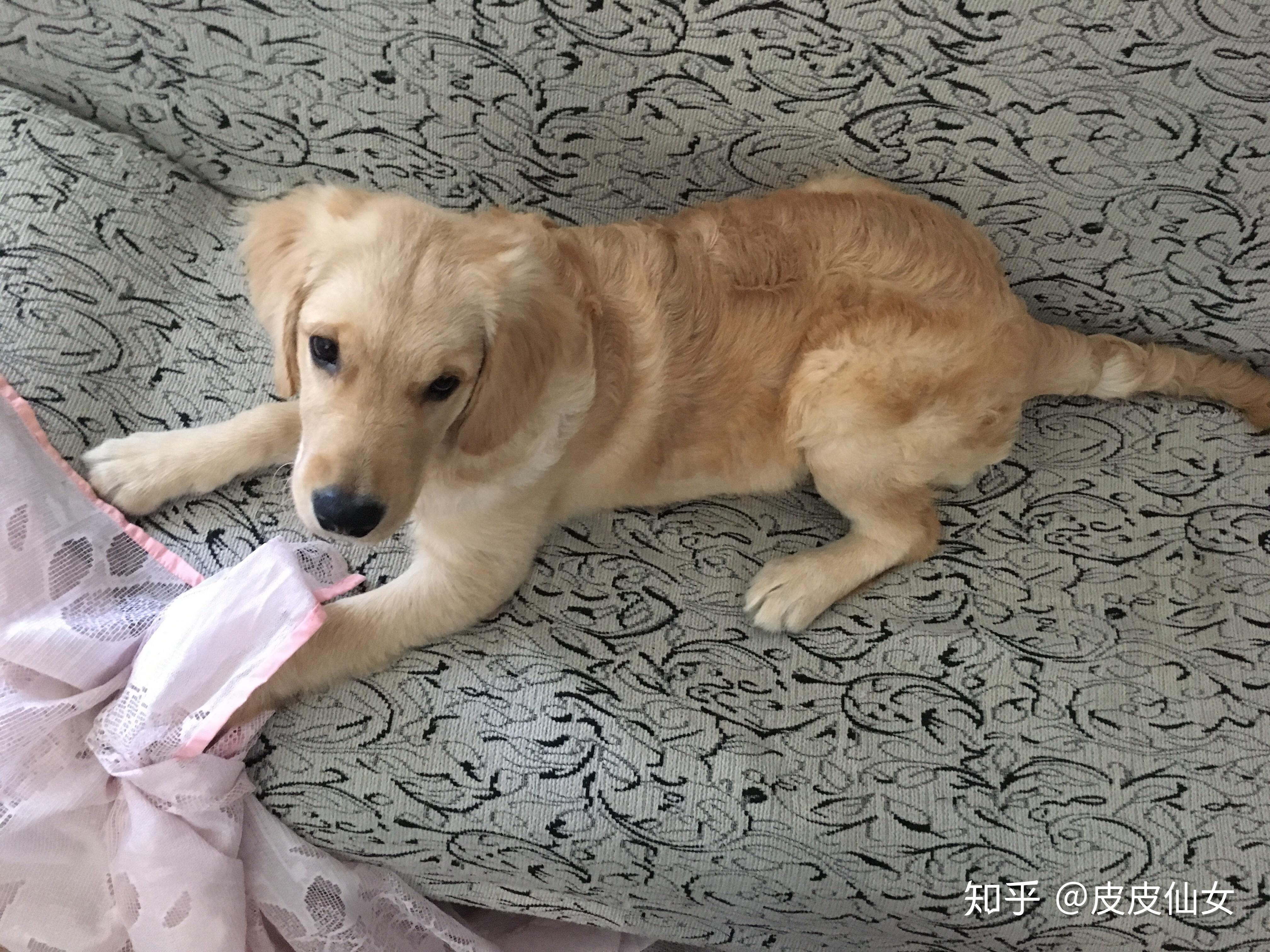 你和狗狗的故事能分享一下吗?你的狗狗叫什么名字? - 知乎