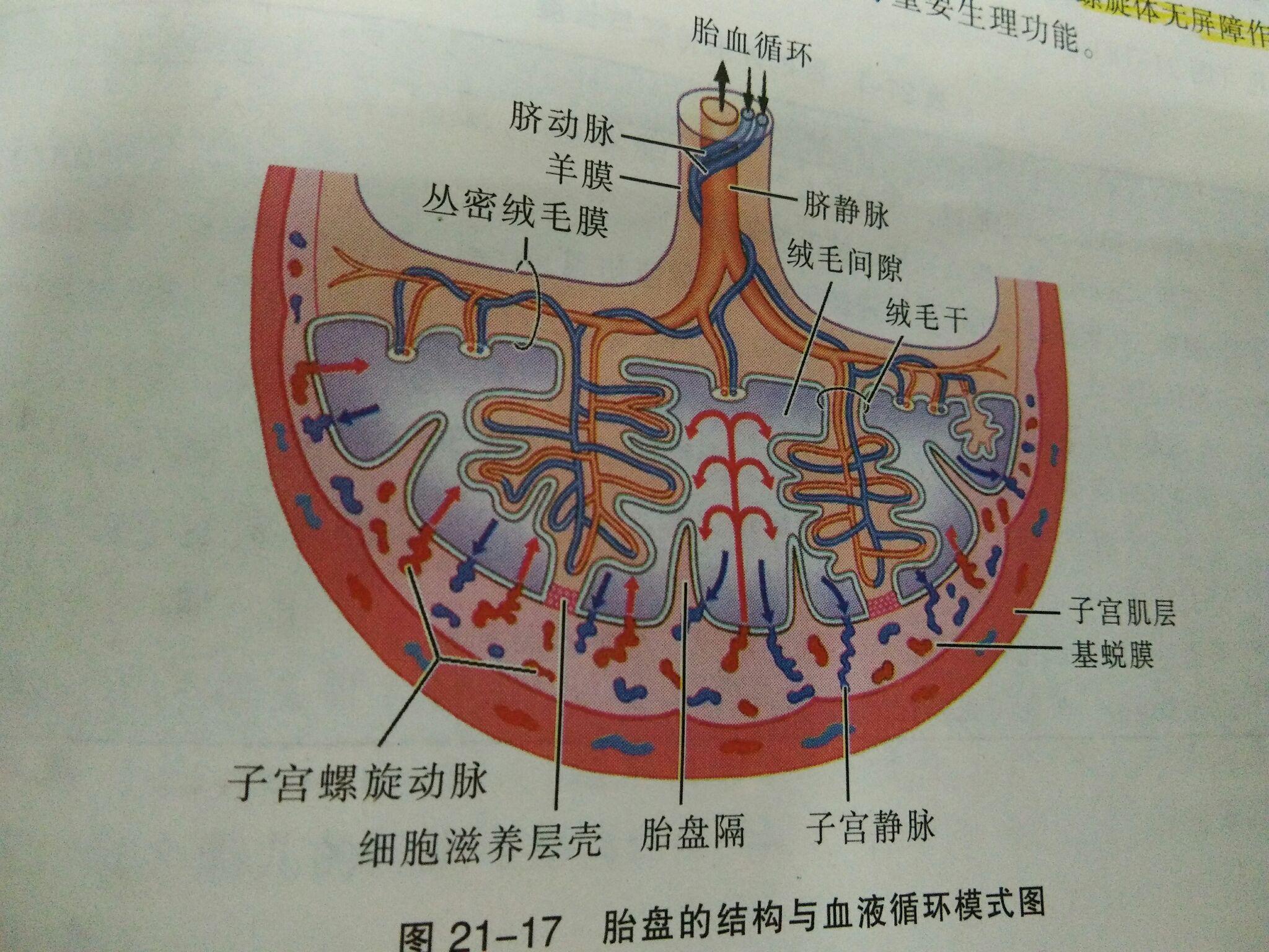 胎盘的结构示意图图片