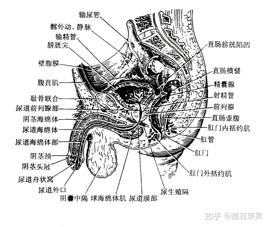 男性生殖器恩? - 知乎