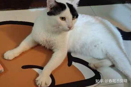 猫可以叫做猫咪，狗有什么两个字的名字？ - 知乎