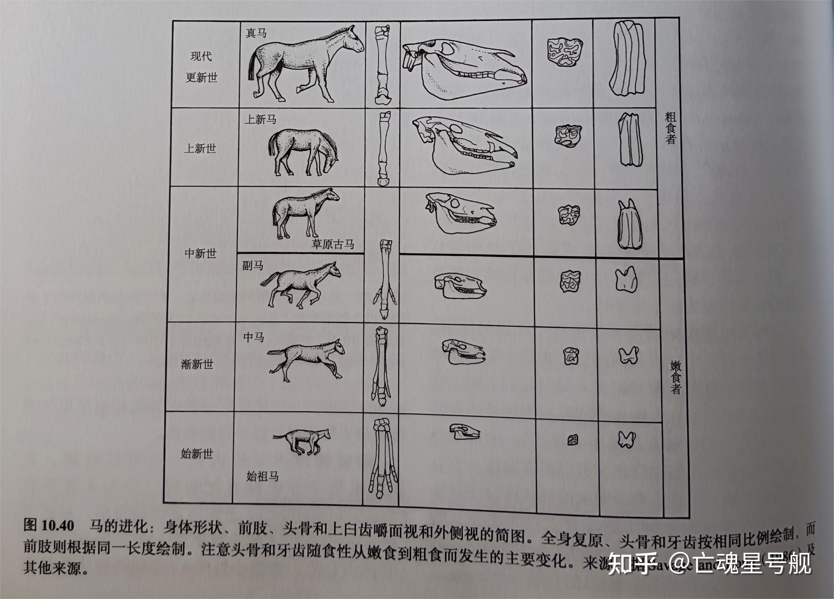 奇蹄动物和偶蹄动物图片