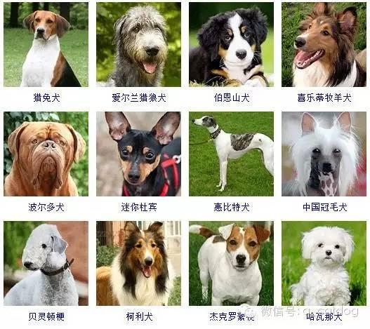 178种狗狗,你认识多少? - 知乎
