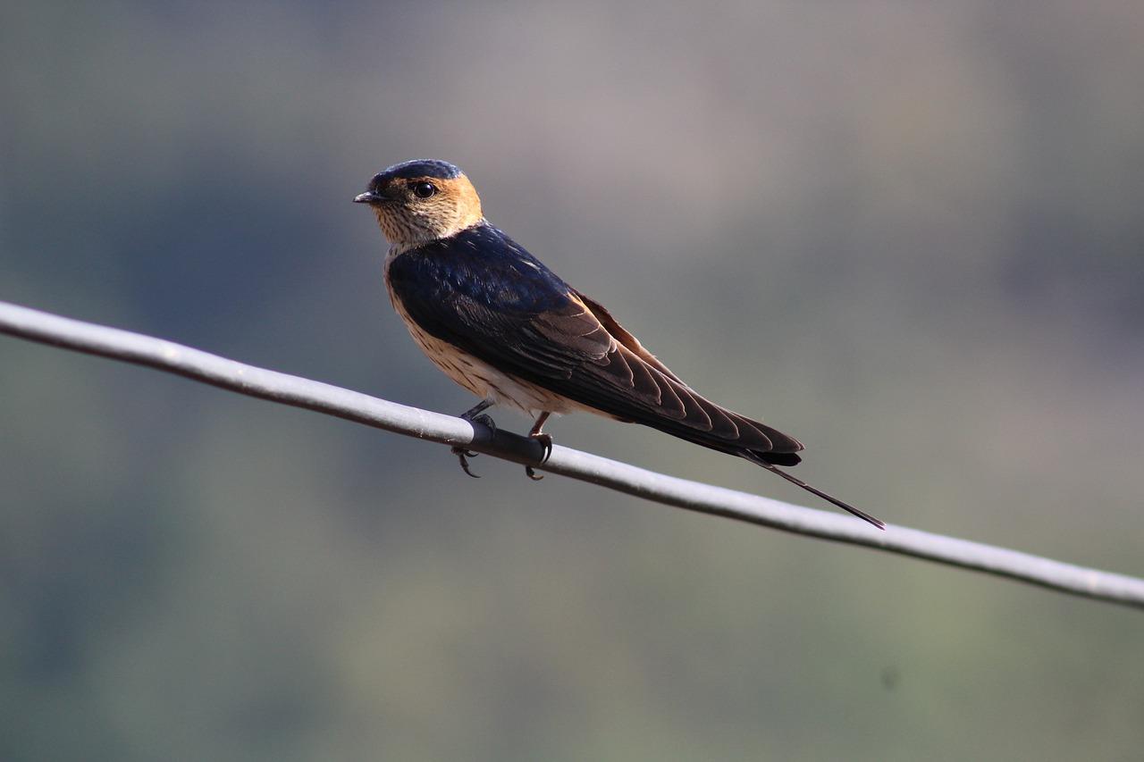 3. 精英集聚社区