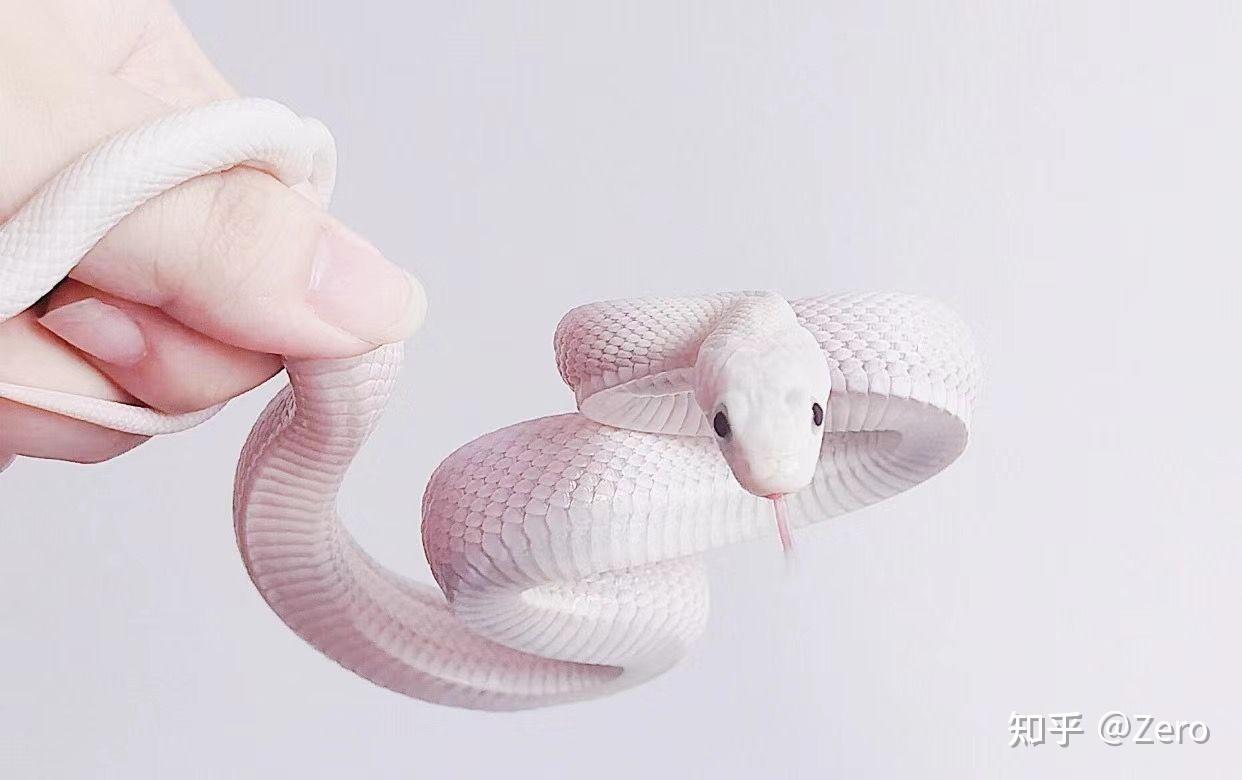 哪里能买到宠物白蛇