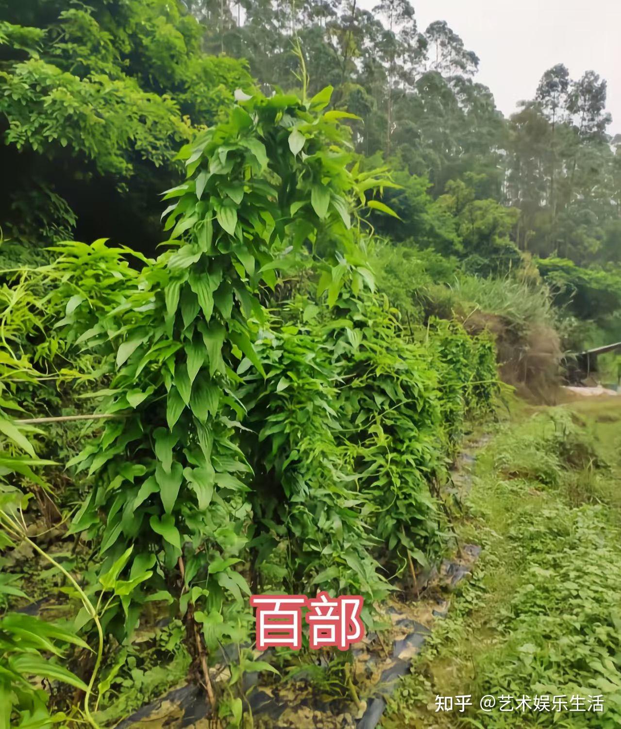30种百部科植物的代表物种 - 知乎