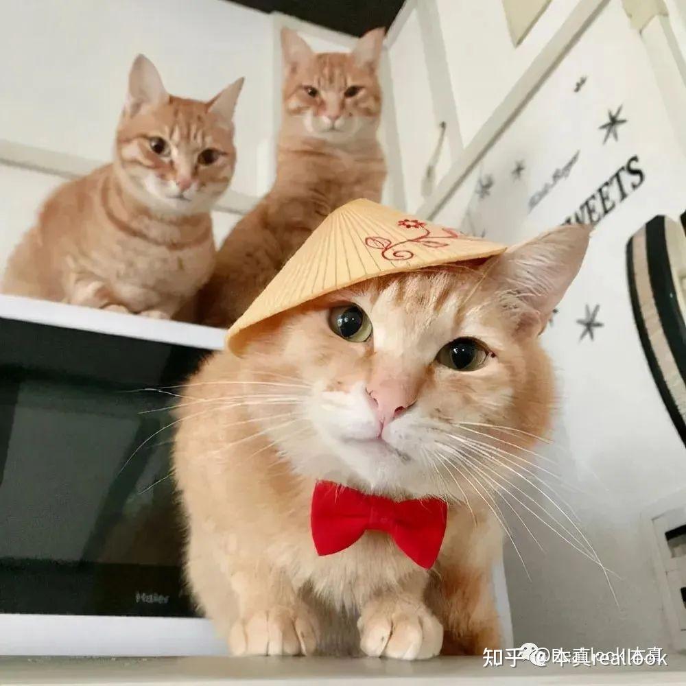 为什么现在养猫的人比养狗多?猫派暂时取得顺利。 - 知乎