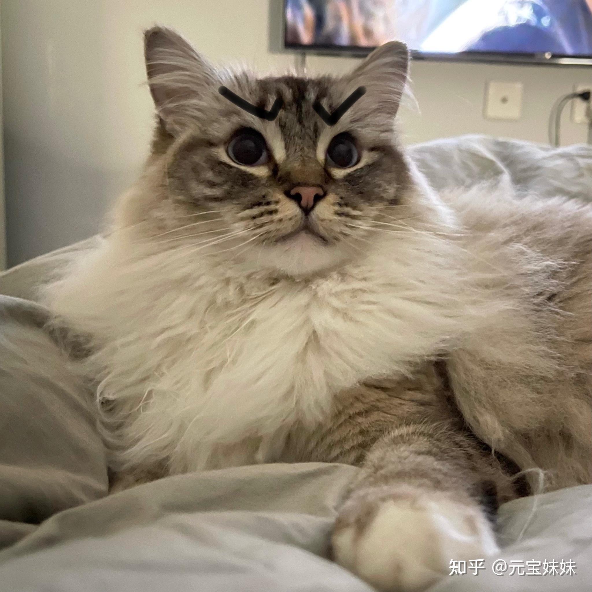 我可以看一下你们的山猫纹布偶长大是什么样子呢? - 知乎