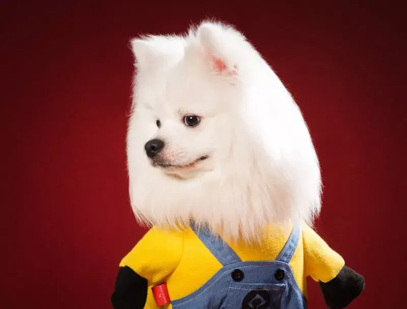 能面　狐　犬 高颜值的银狐犬，让很多小女生为之心动！