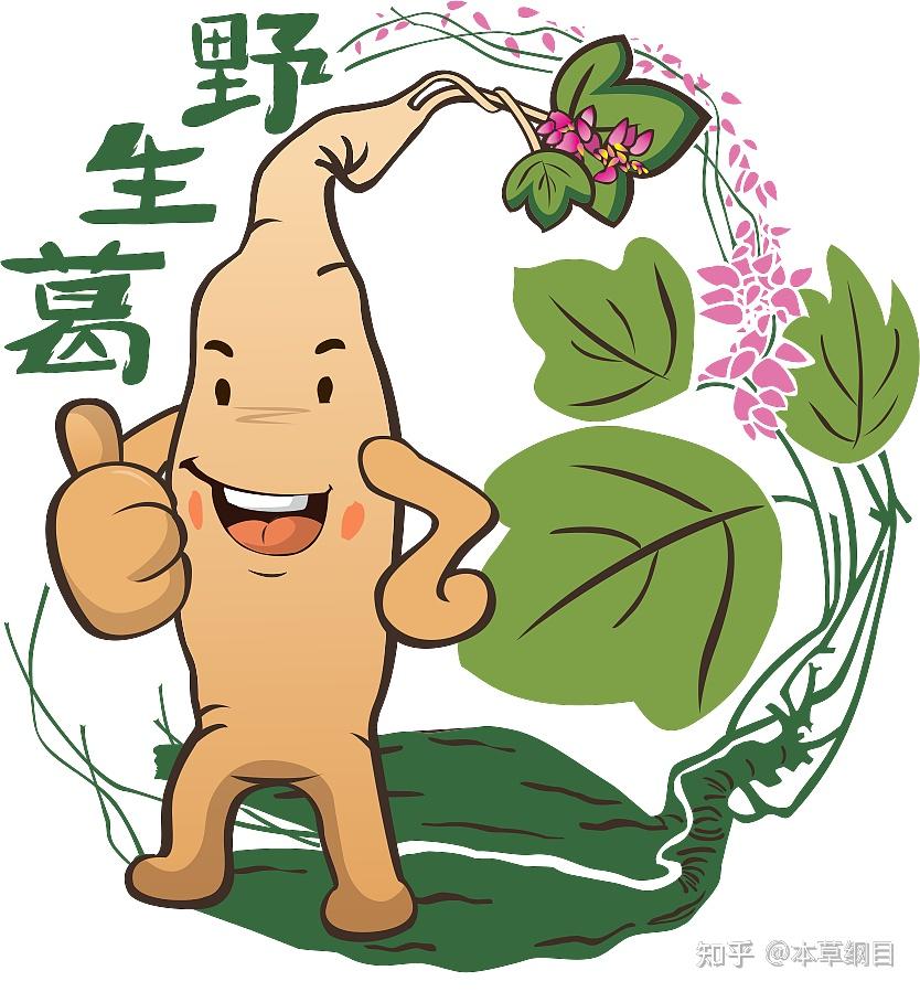 葛根粉的功效与作用葛根可以泡酒吗? - 知乎