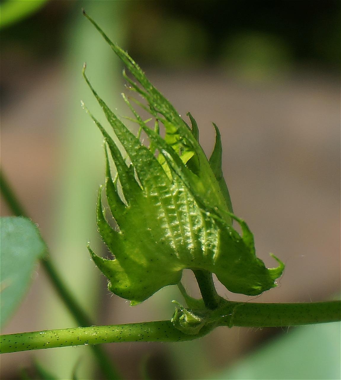 如何清理棉花被