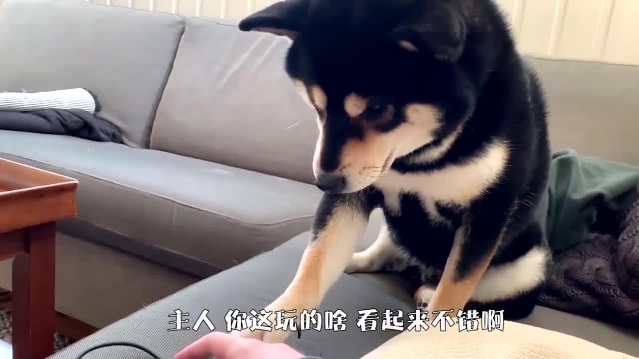 柴犬看主人玩电脑自己也想玩接下来忍住别笑