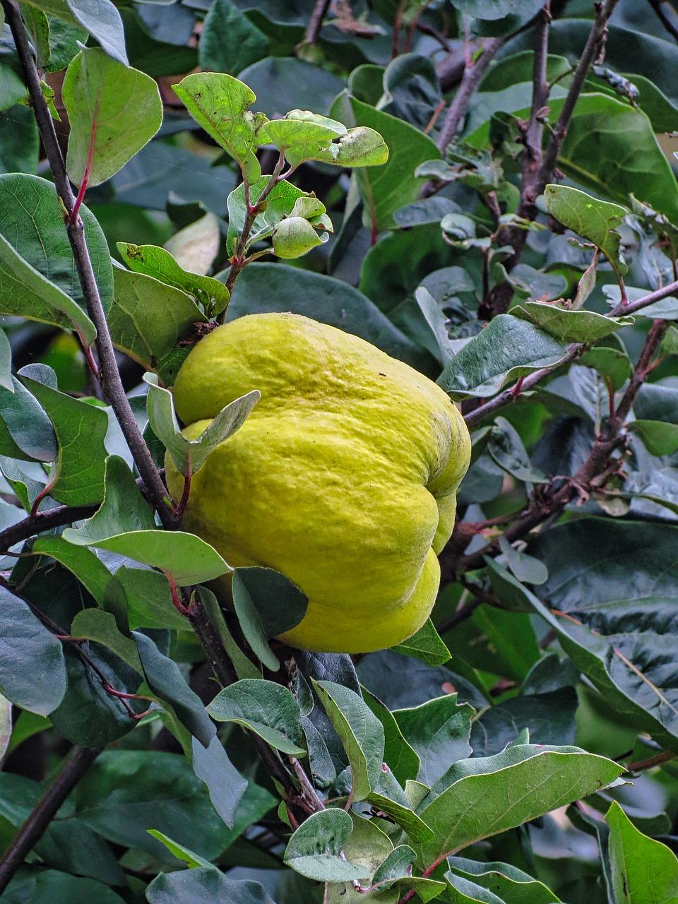 4. 金花茶贵不贵?